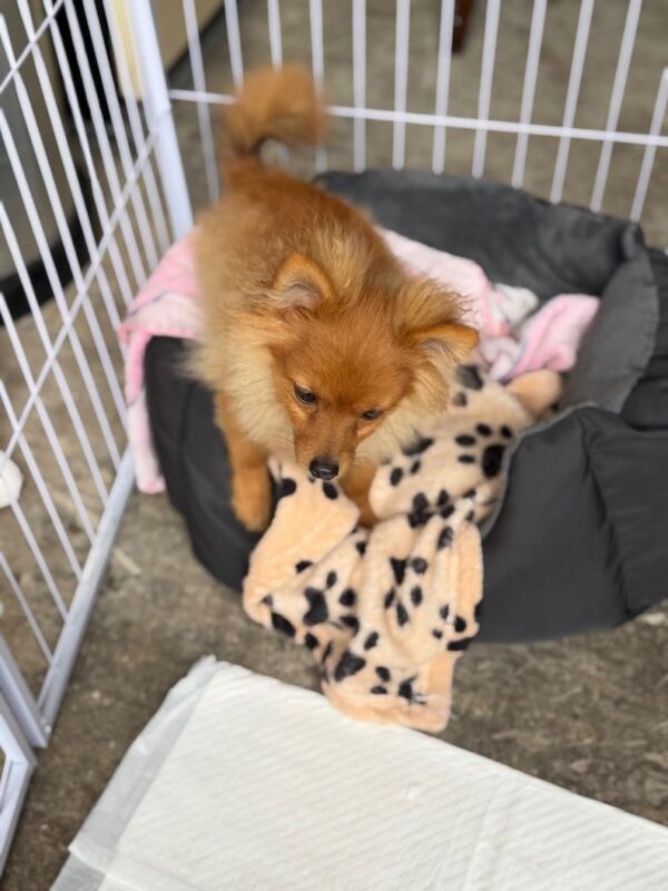 Pomerian puppy - Image 3 of 3