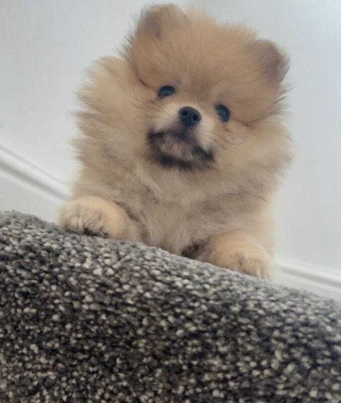 Pomerian puppy girl - Image 2 of 2