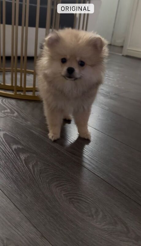 Pomeranian Puppies For Sale