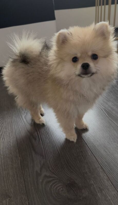 Pomerian puppy girl - Image 2 of 4