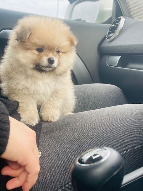 Pomerian puppy girl - Image 4 of 4