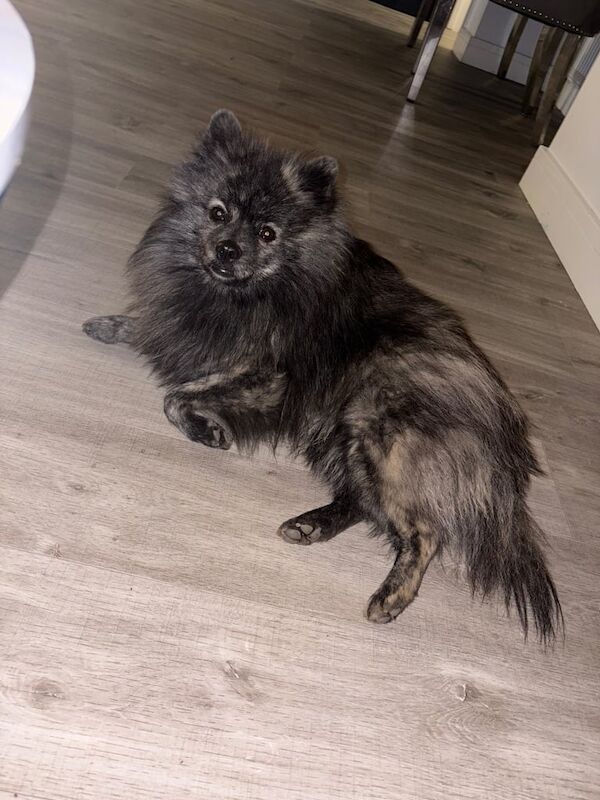 Pomeranian puppies for sale in Middlesbrough, North Yorkshire – 1 year old