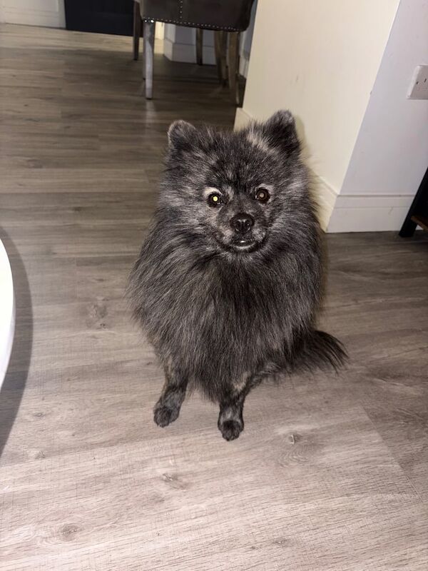 Pomeranian puppies for sale in Middlesbrough, North Yorkshire – 1 year old - Image 2 of 2