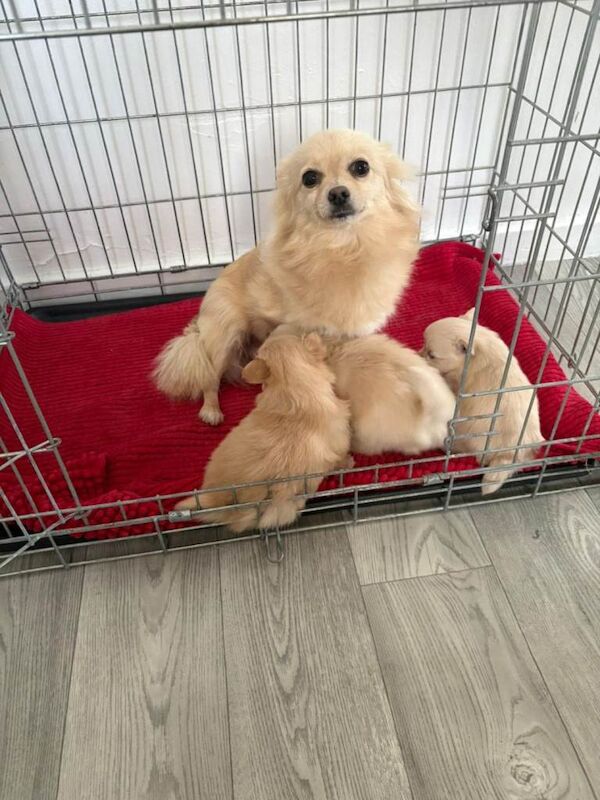 Pomeranian puppies for sale in Great Dunmow, Essex – 7 weeks old