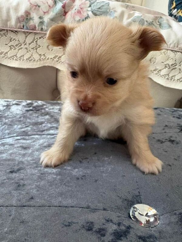 Pomeranian puppies for sale in Great Dunmow, Essex – 7 weeks old - Image 2 of 3