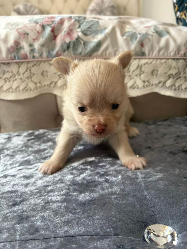 Pomeranian puppies for sale in Great Dunmow, Essex – 7 weeks old - Image 3 of 3
