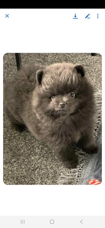 Pomeranian puppies for sale in Houghton-le-Spring, Tyne and Wear – 7 weeks old