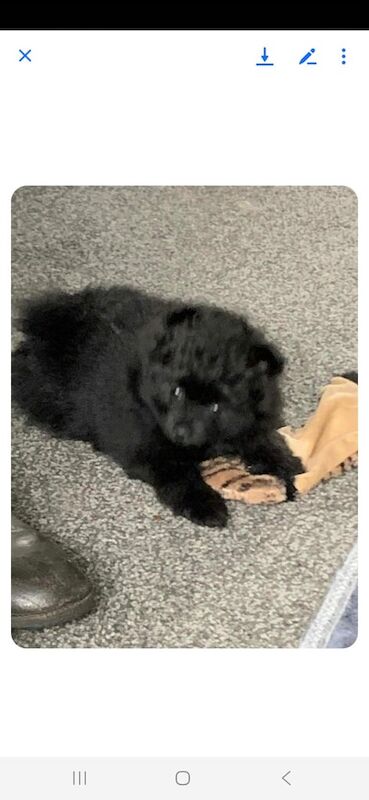 Pomeranian puppies for sale in Houghton-le-Spring, Tyne and Wear – 7 weeks old - Image 2 of 3