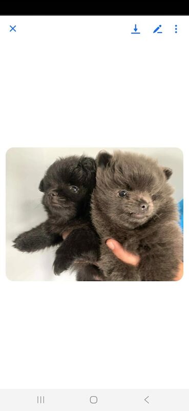 Pomeranian puppies for sale in Houghton-le-Spring, Tyne and Wear – 7 weeks old - Image 3 of 3