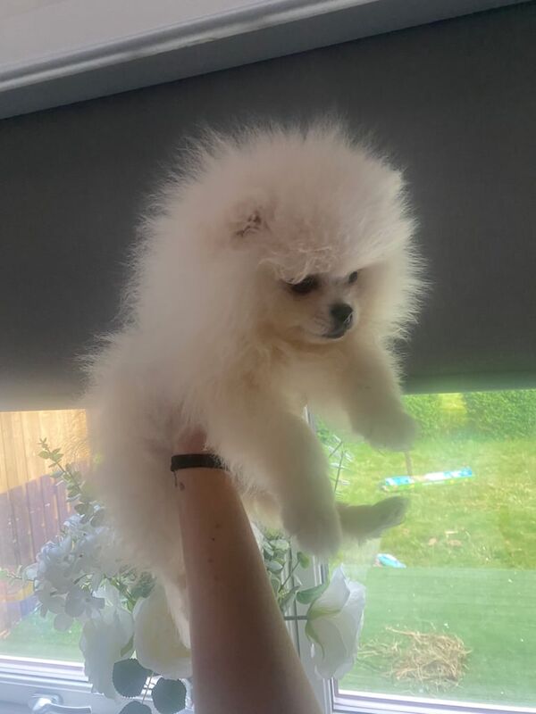 Pomeranian puppies for sale in Denny, Stirling and Falkirk – 11 weeks old