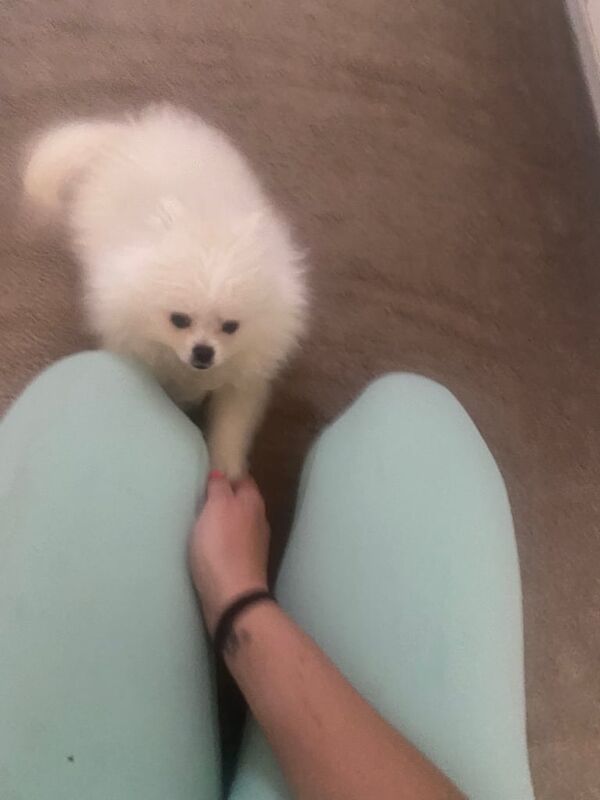 Pomeranian puppies for sale in Denny, Stirling and Falkirk – 11 weeks old - Image 2 of 3