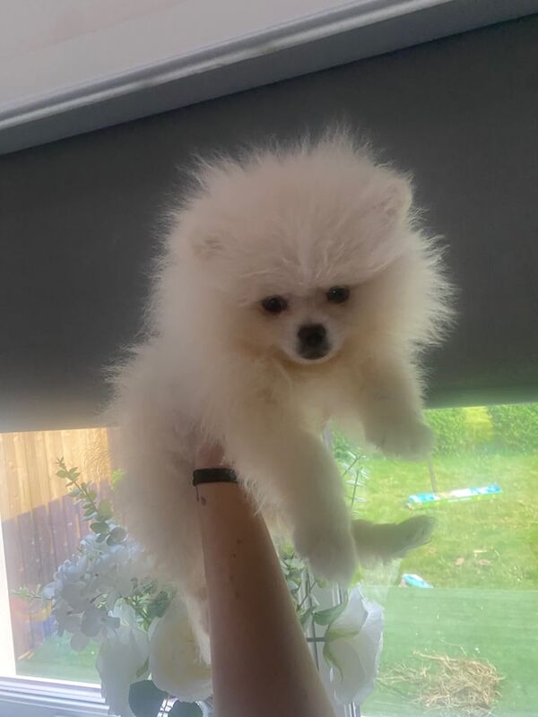 Pomeranian puppies for sale in Denny, Stirling and Falkirk – 11 weeks old - Image 3 of 3