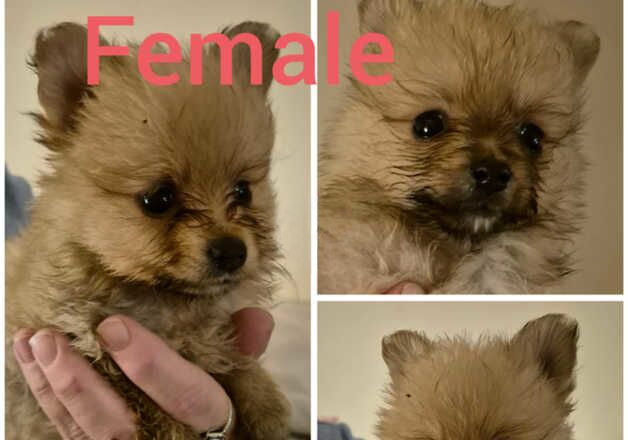 Pomeranian puppies for sale in Pontefract, West Yorkshire – 8 months old - Image 1 of 1