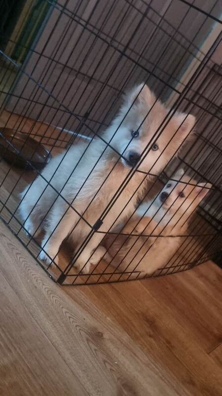 Pomsky - Image 2 of 4