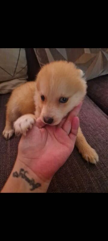 Pomsky - Image 3 of 4