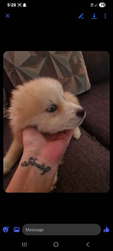 Pomsky - Image 4 of 4