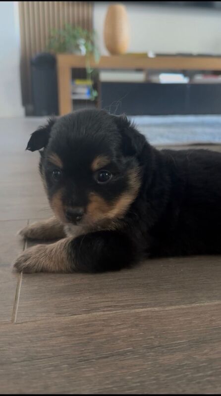 Pomeranian Puppies For Sale
