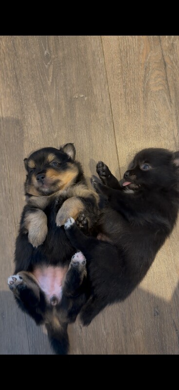 Pomsky female puppy (1 needs rehoming) - Image 2 of 4
