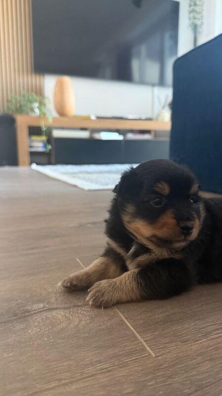 Pomsky female puppy (1 needs rehoming) - Image 3 of 4