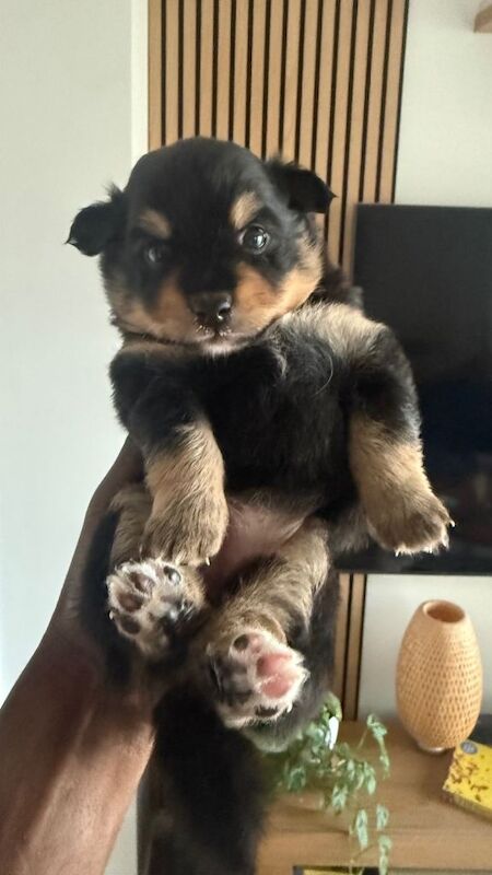 Pomsky female puppy (1 needs rehoming) - Image 4 of 4