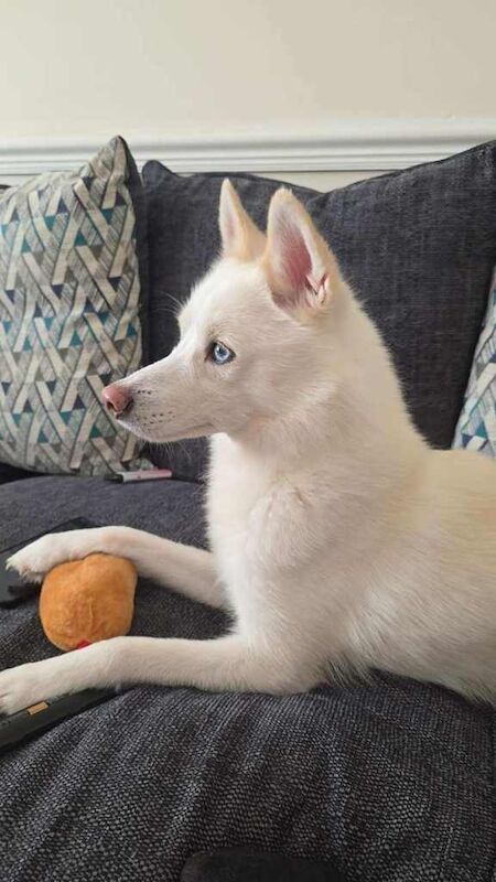 Pomsky for rehoming