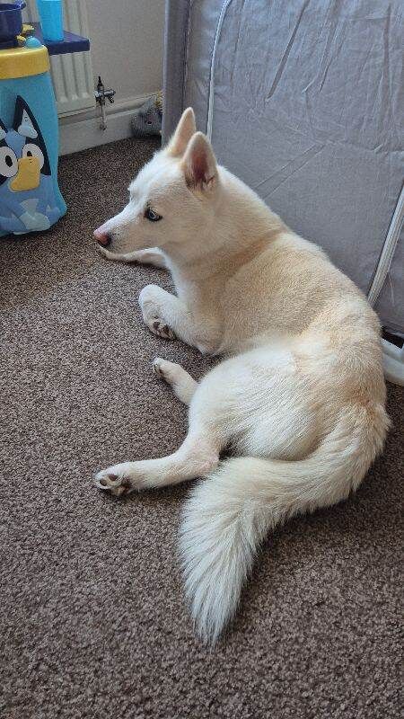 Pomsky for rehoming - Image 2 of 5