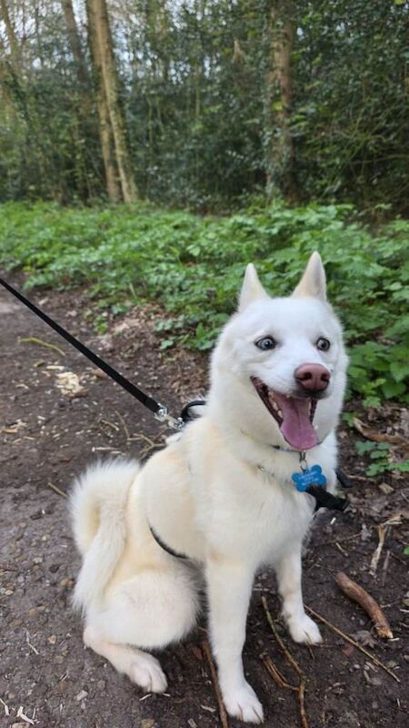 Pomsky for rehoming - Image 3 of 5
