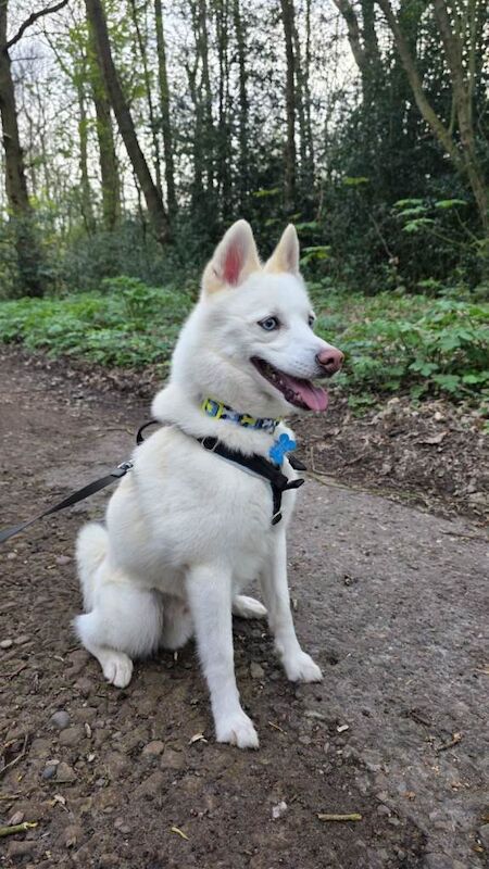 Pomsky for rehoming - Image 4 of 5