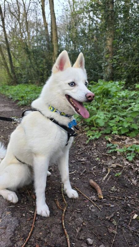 Pomsky for rehoming - Image 5 of 5