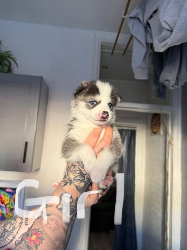 Pomsky puppies - Image 2 of 3