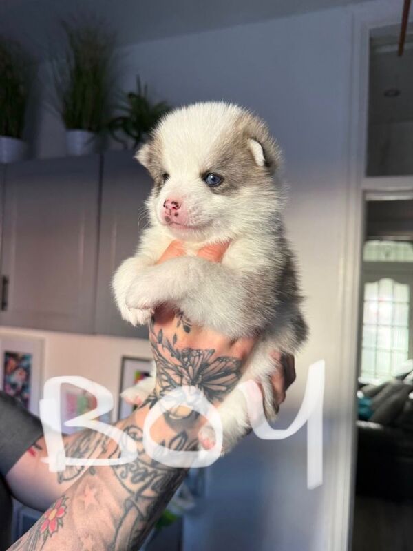 Pomsky puppies - Image 3 of 3