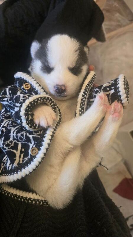 Pomeranian Puppies For Sale
