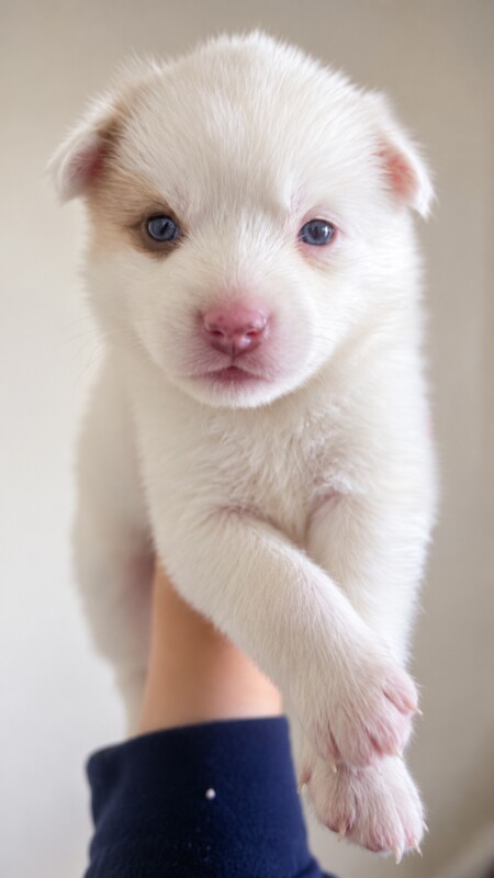 Backround Pomsky Pomsky Puppies- Last 5 Remaining 🐾 - Pomeranian Puppies For Sale in ...