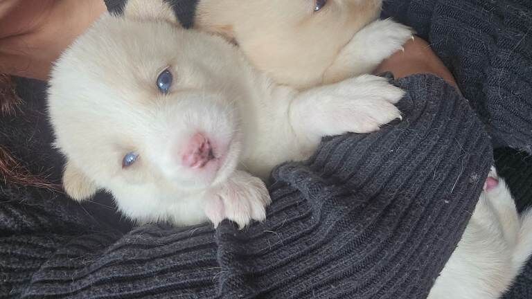 Backround Pomsky Pomsky Puppies- Last 5 Remaining 🐾 - Pomeranian Puppies For Sale in ...