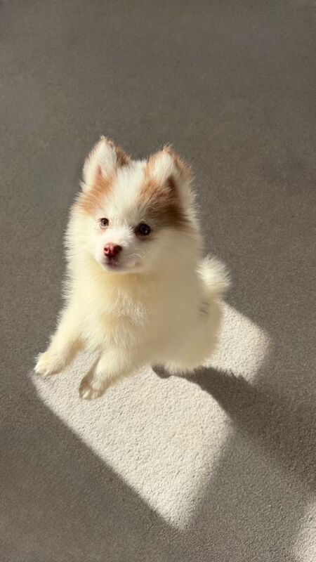 Pomeranian Puppies For Sale