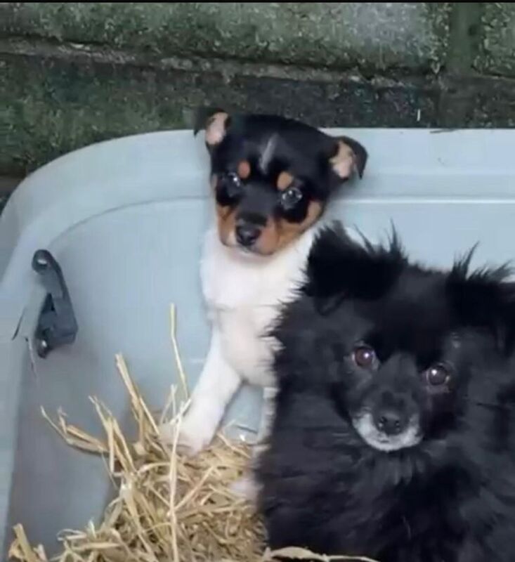 Pomeranian Puppies For Sale Under £1,000