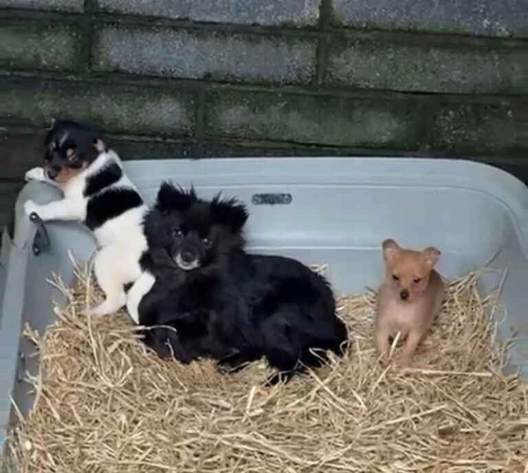 Pop x Jack Russell - Image 2 of 2