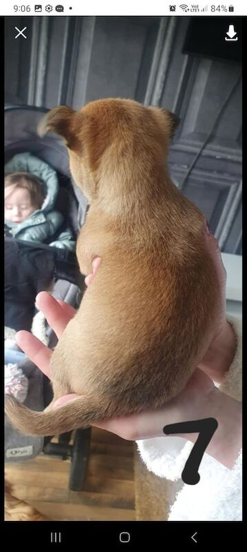 Population cross jug puppies for sale in Sunniside, Tyne and Wear