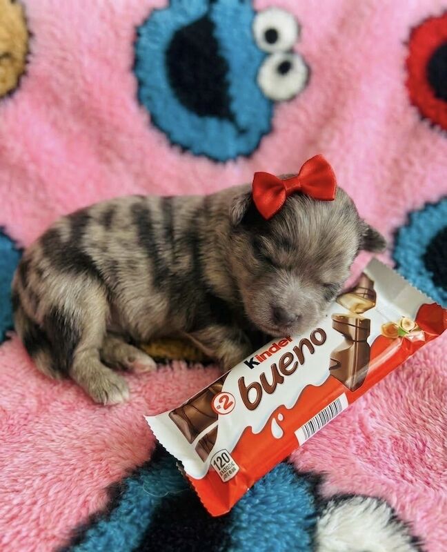 Premium Exotic Pomeranians