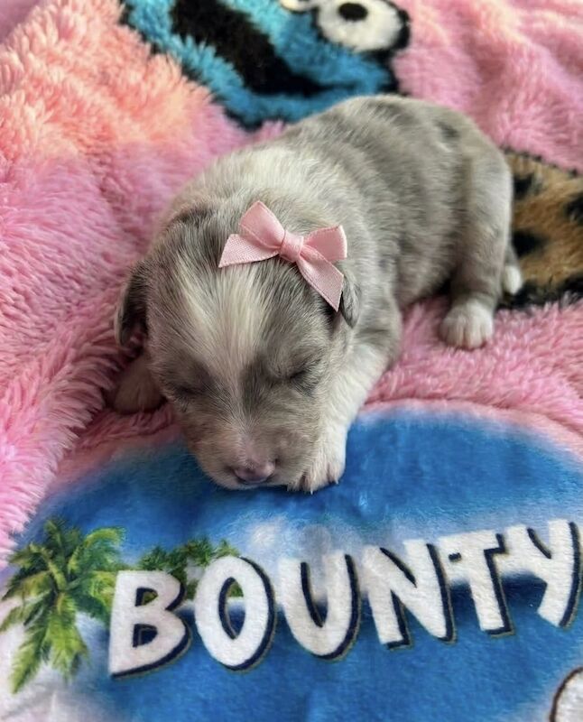 Premium Exotic Pomeranians - Image 2 of 8