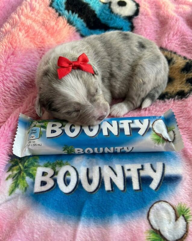 1 Mini Pom Star Left - Image 11 of 15