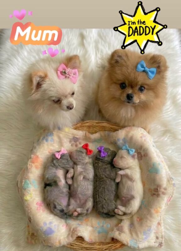 1 Mini Pom Star Left - Image 13 of 15