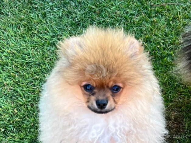 Pomeranian puppies for sale in Solihull, West Midlands – KC registered, 1 year old - Image 2 of 5