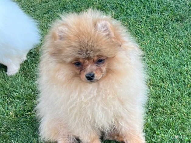 Pomeranian puppies for sale in Solihull, West Midlands – KC registered, 1 year old - Image 3 of 5