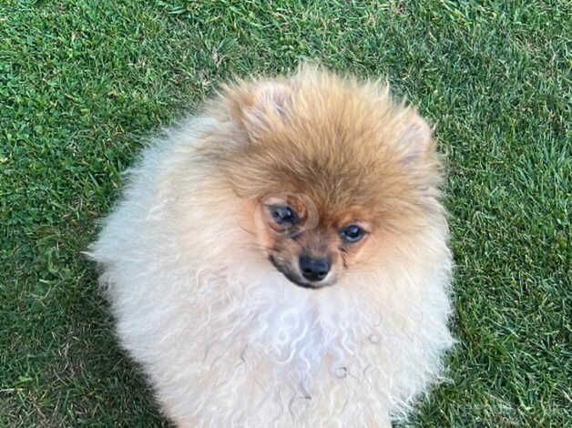 Pomeranian puppies for sale in Solihull, West Midlands – KC registered, 1 year old - Image 4 of 5