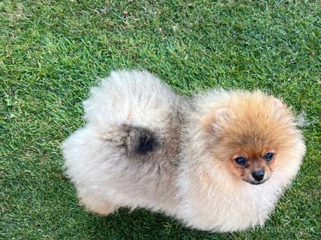 Pomeranian puppies for sale in Solihull, West Midlands – KC registered, 1 year old - Image 5 of 5