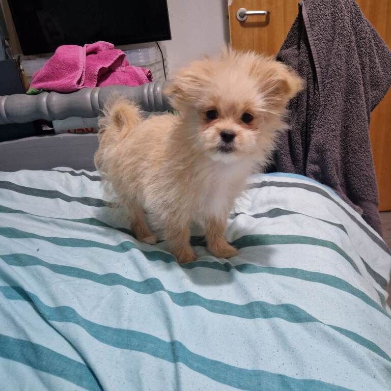 Pomeranian Puppies For Sale Under £1,000