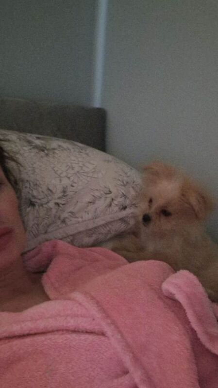 Pup - Image 2 of 3
