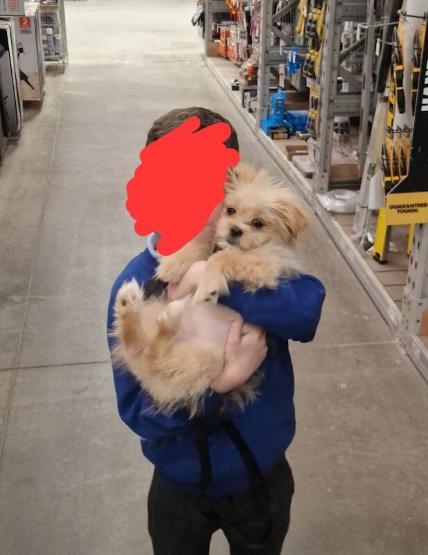 Pup - Image 3 of 3
