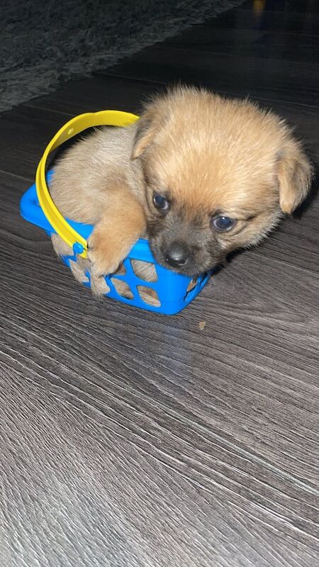 Puppies for sale in New Basford, Nottinghamshire